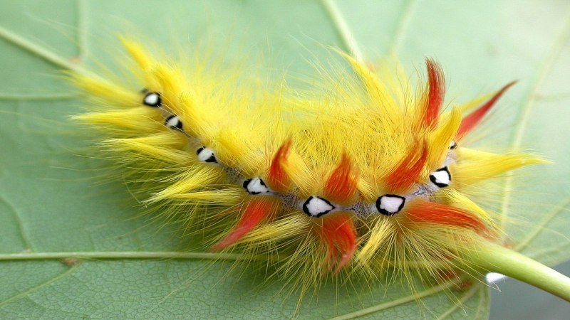 Yellow Caterpillar гусеница