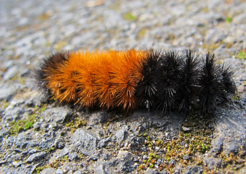 Большая мохнатая гусеница