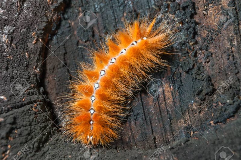 Рыжая пушистая гусеница