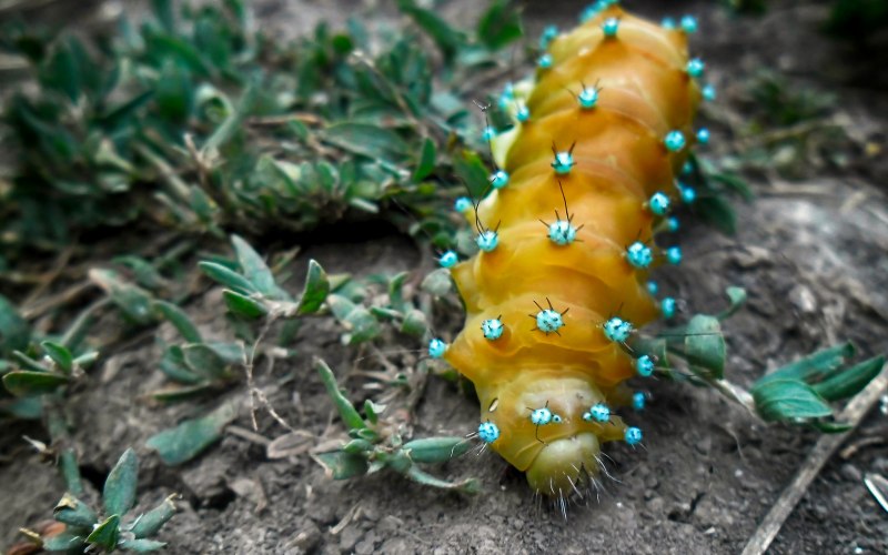 Гусеница Caterpillar голубая