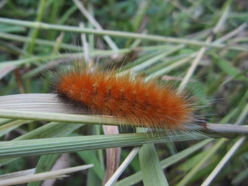 Спилосома виргинская