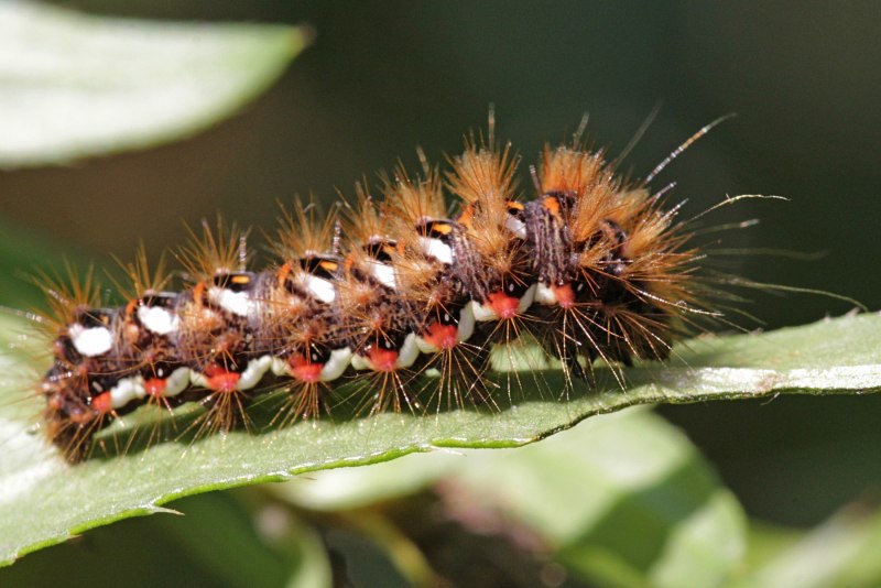 Гусеница рода Лономия