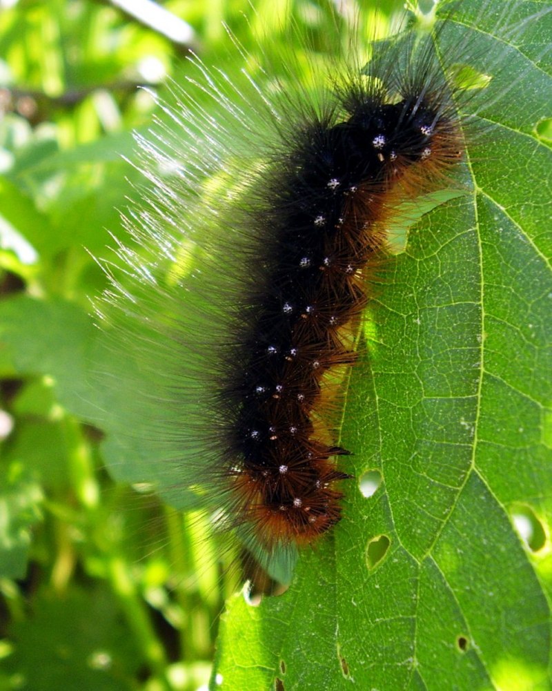 Мохнатая гусеница Медведица Кайя