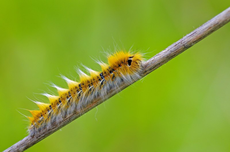 Насекомые гусеница