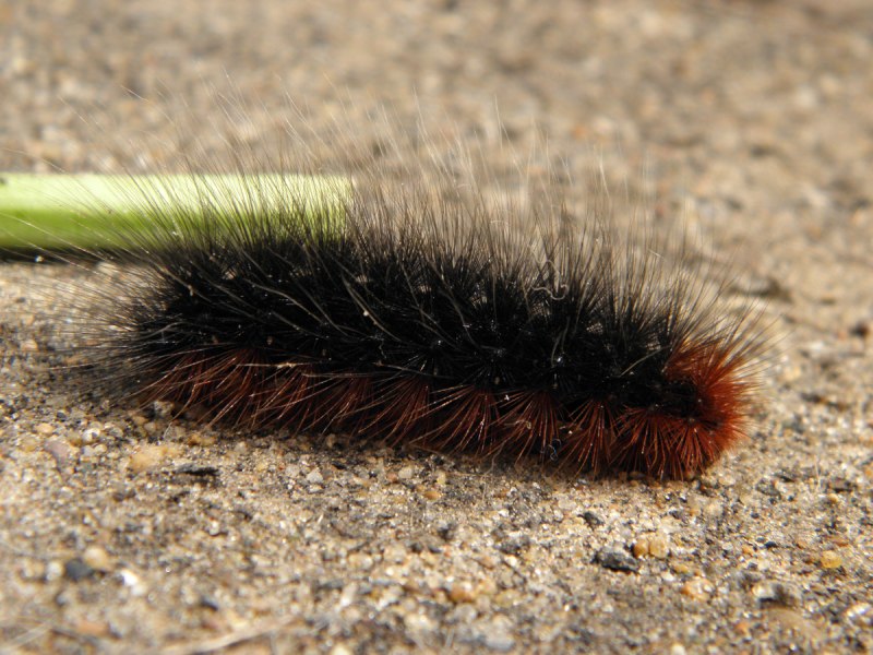 Мохнатая гусеница Медведица Кайя