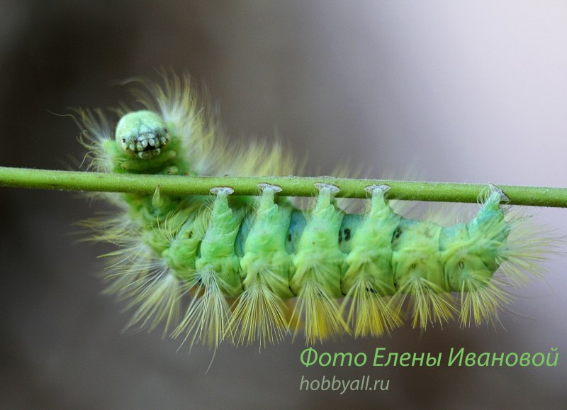 Зеленая пушистая гусеница