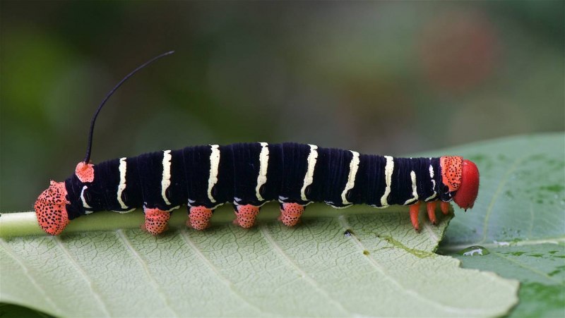 Платяная моль гусеница бабочки