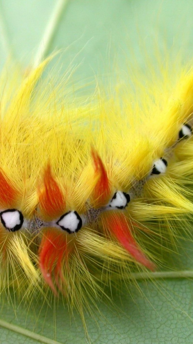 Мохнатая гусеница