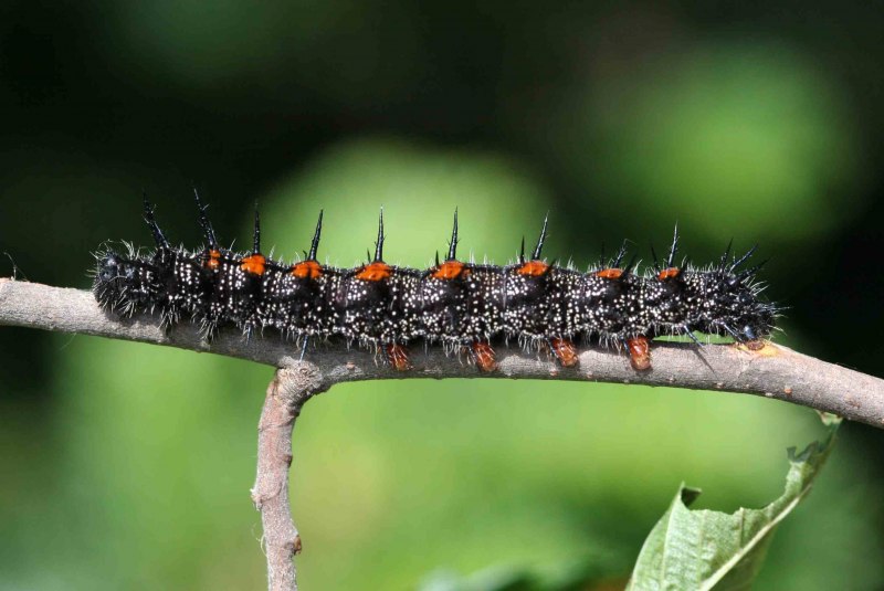 Nymphalis antiopa-гусеница