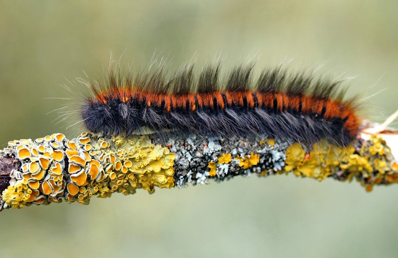 Гусеница медведицы Гикори (Lophocampa caryae)