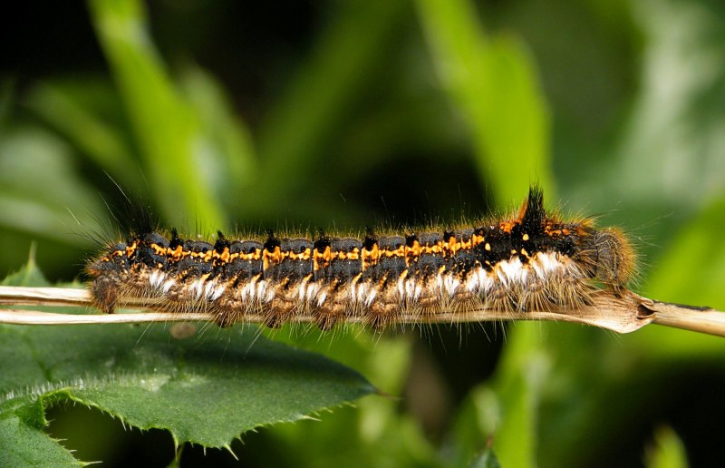 Catonephele numilia гусеница