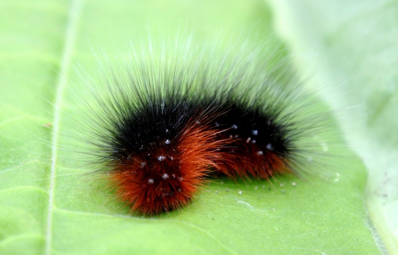 Мохнатая гусеница Оксана Онисимова