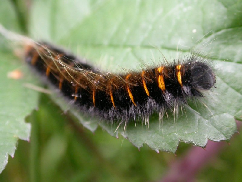 Гусеница волосатик бабочка