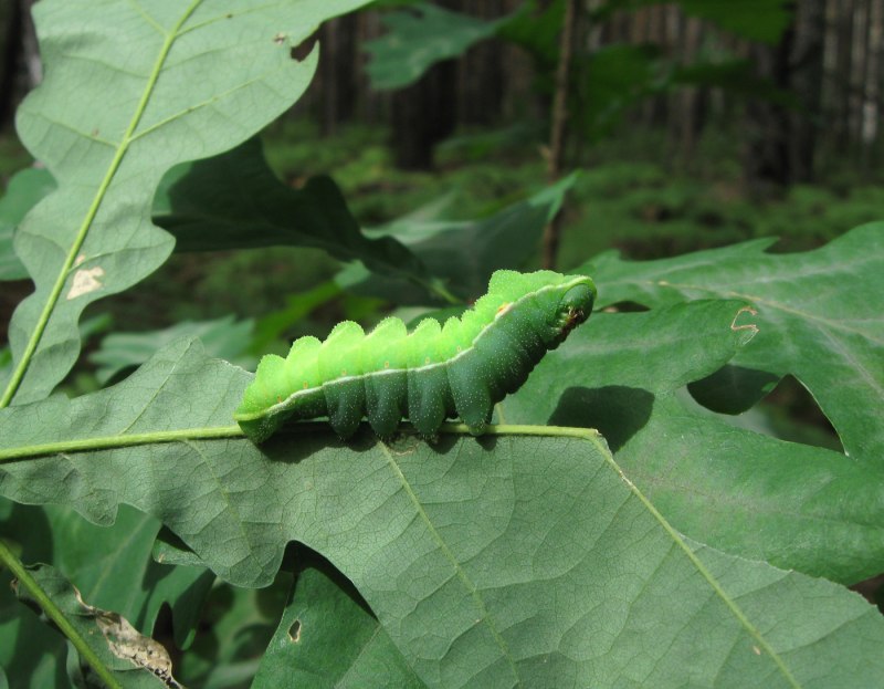 Павлиноглазка Геркулес гусеница