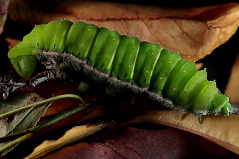 Парусник Маака бабочка и гусеница