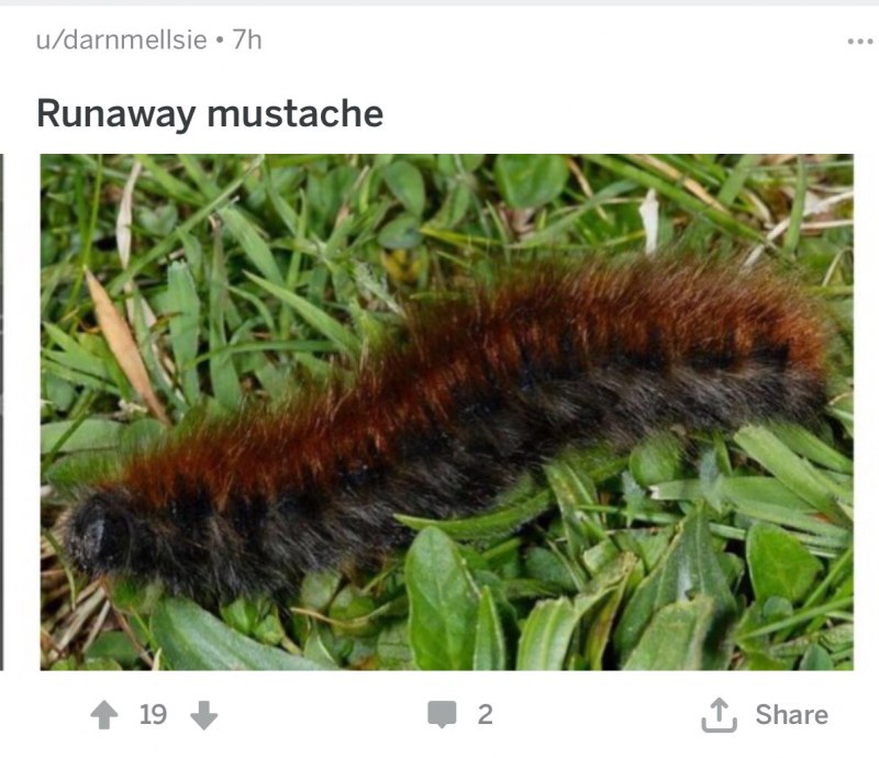 Гусеница мохнатая Лесная