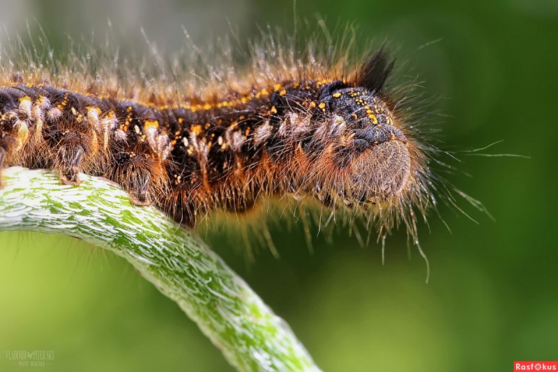 Коричневый Caterpillar гусеница