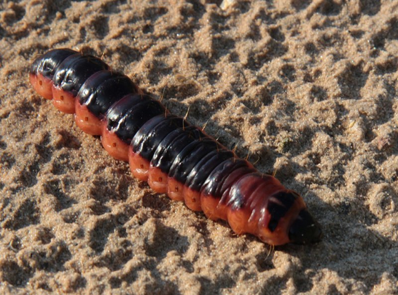 Черно красная гусеница