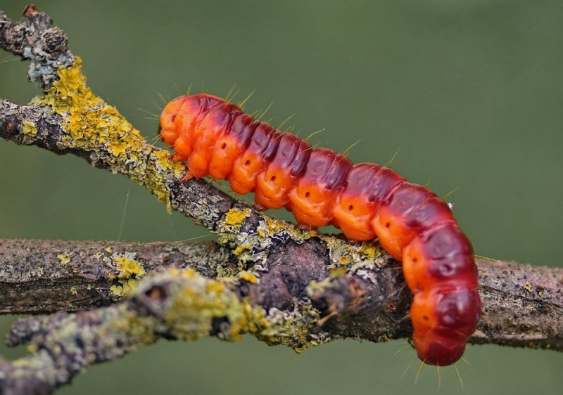 Гусеница бабочки древоточца