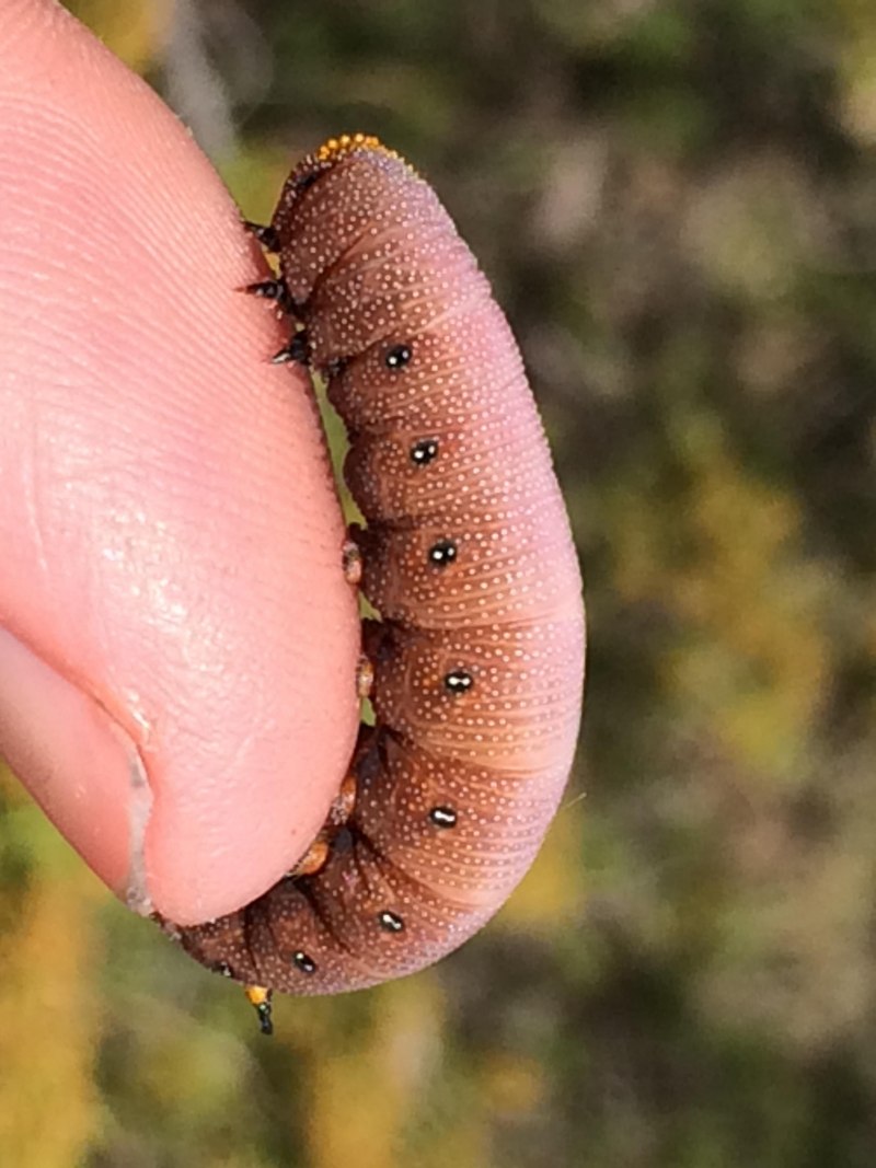 Бабочка медведка гусеница