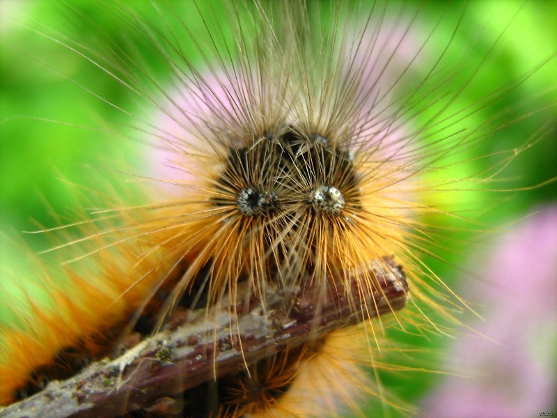 Пушистая гусеница ядовитая