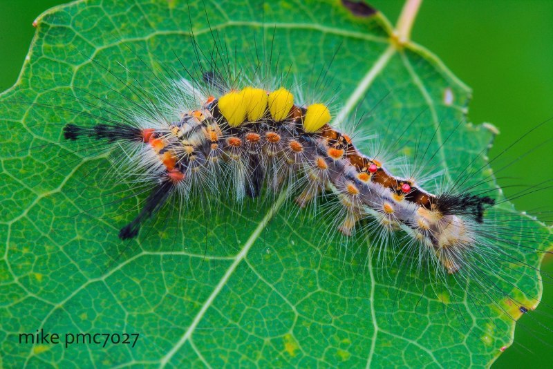 Orgyia Antiqua гусеница