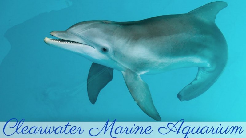 Хвост дельфина Винтер