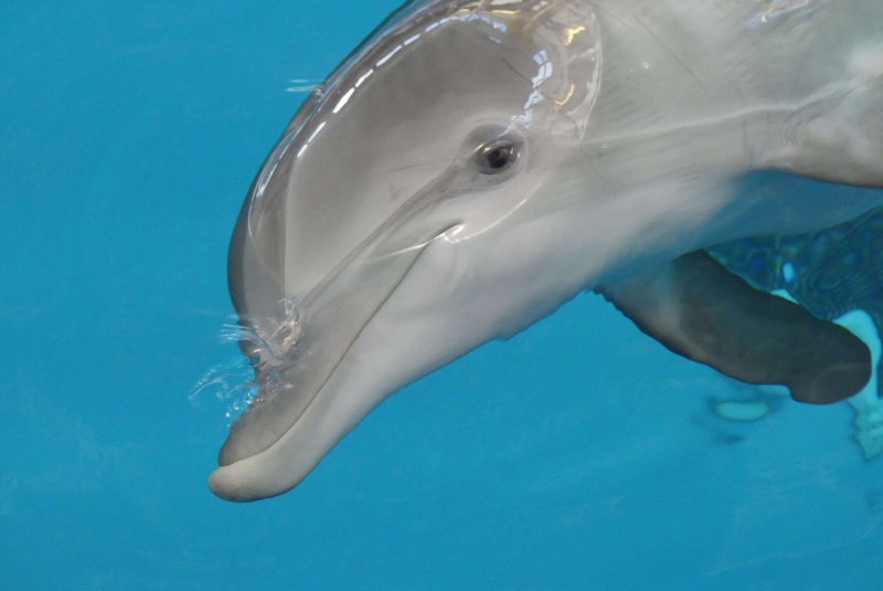 Дельфин Возраст