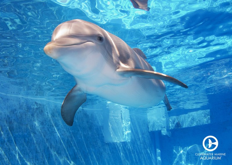 Дельфин Винтер и Надежда