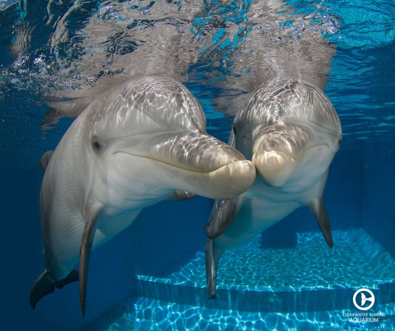 Дельфины Винтер и Хоуп