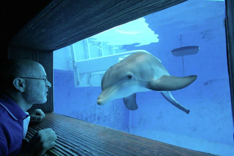 Винтер Дельфин 2020