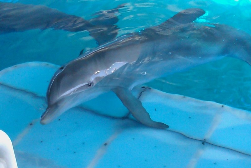 Доисторический Дельфин