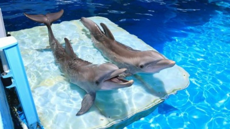 Дельфины Винтер и Хоуп