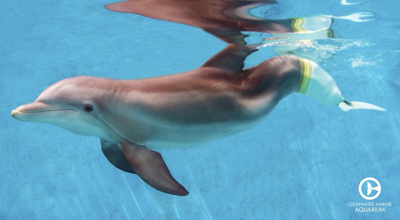 История дельфина Dolphin Tale, 2011