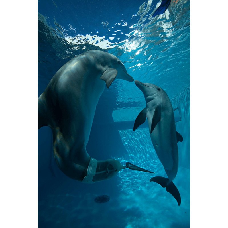 Винтер Дельфин 2020