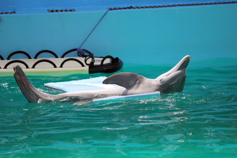 История дельфина Dolphin Tale, 2011