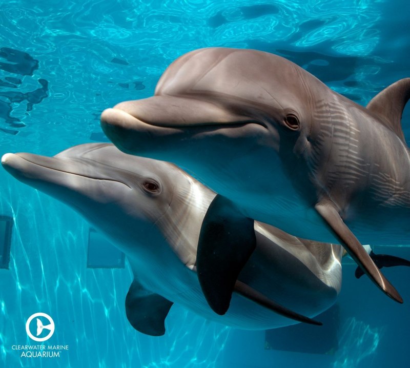 Год дельфина