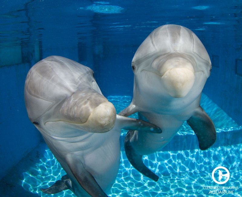 Протез дельфина Винтер