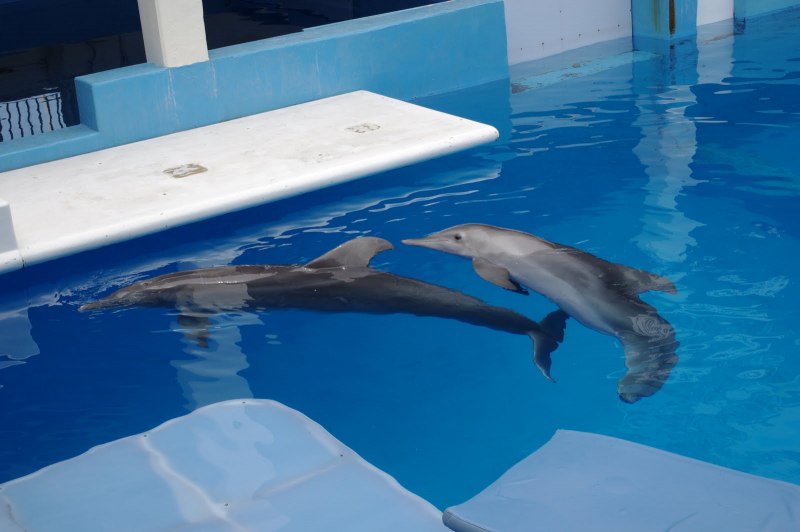 Дельфин Винтер 2021