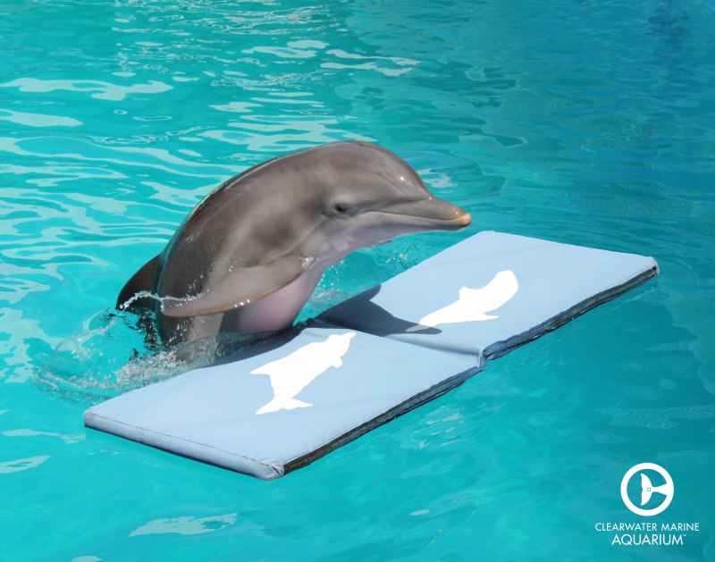 Дельфины Винтер и Хоуп