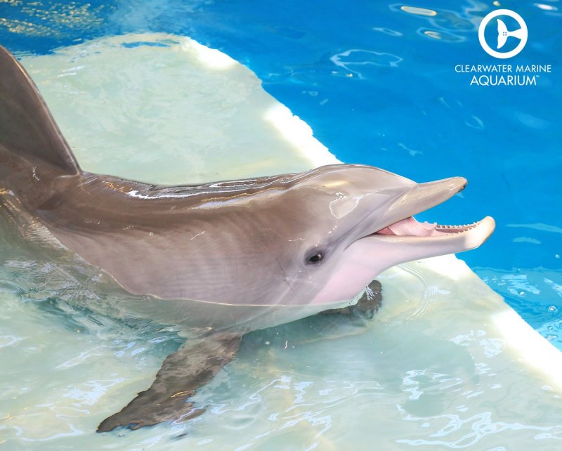 Фильм про дельфина Винтер