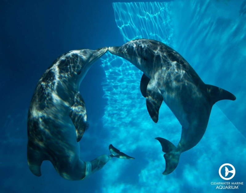 Дельфин зимний