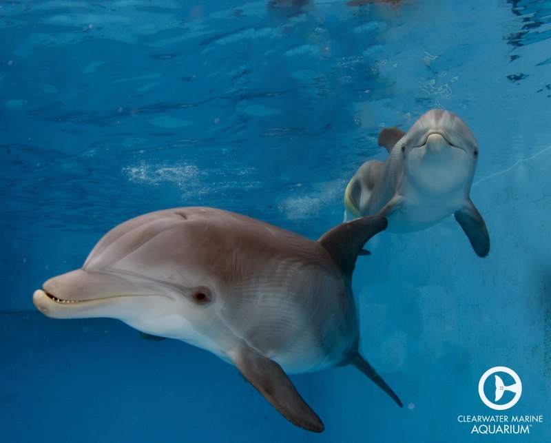 Dolphin Tale 2