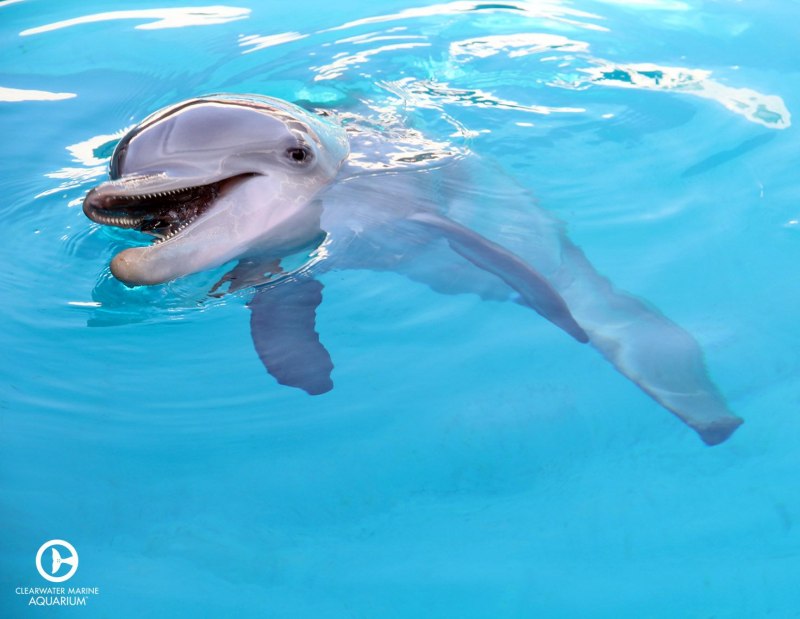 Винтер Дельфин 2020