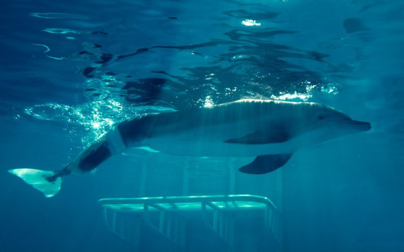 Винтер 2 Дельфин