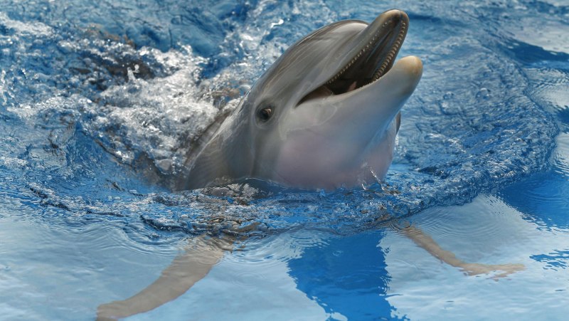 Обои на рабочий стол с дельфинам Винтер