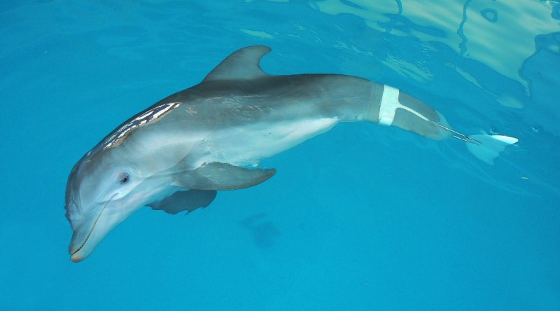 Сайт дельфина Винтер