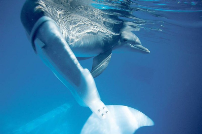 Протез хвоста дельфина Винтер