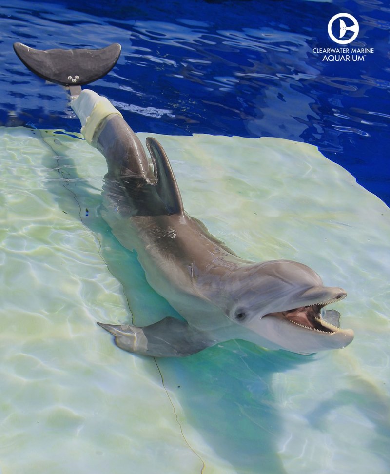 Хвост дельфина Винтер