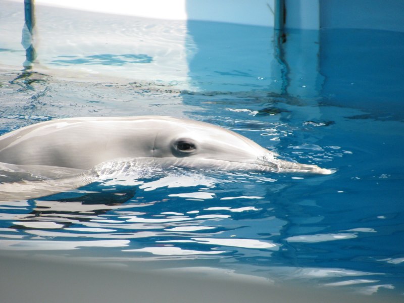 Дельфин Винтер веб камера